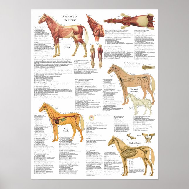 Horse Anatomy Muscles Bones Arteries 18 X 24 Poster (Framsidan)