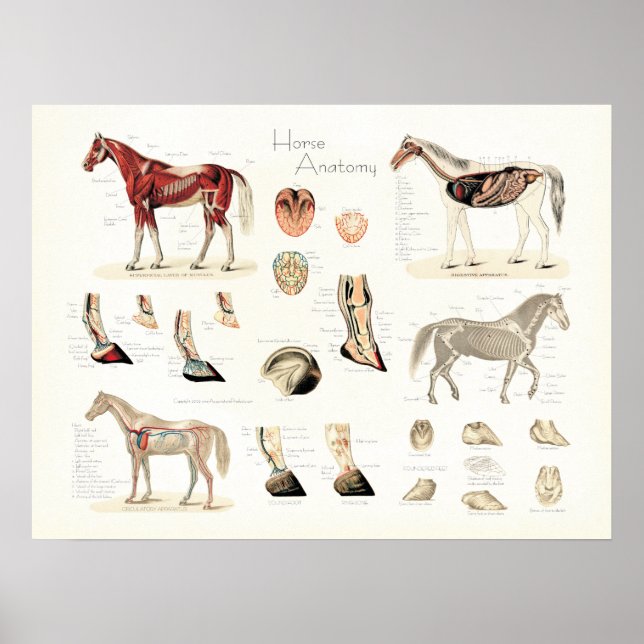 Horse Anatomy Poster (Framsidan)