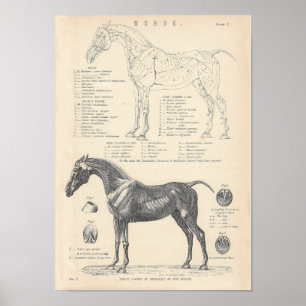 Horse Anatomy Poster