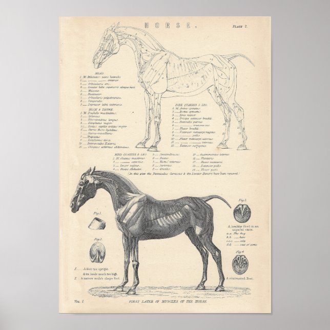 Horse Anatomy Poster (Framsidan)