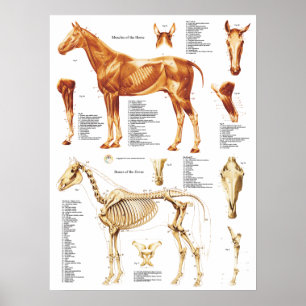 Horse Anatomy Poster muskler och ben 18 x 24