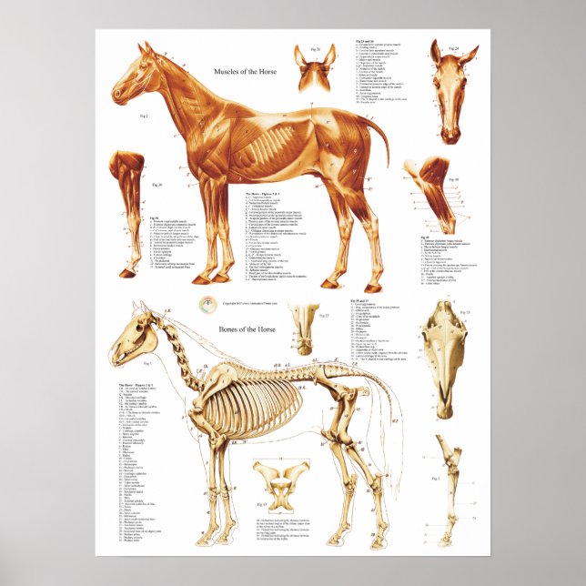 Horse Anatomy Poster muskler och ben 18 x 24 (Framsidan)