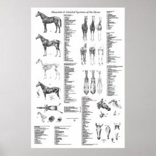 Horse Anatomy Poster Skeletal och Muskuloskeletalt