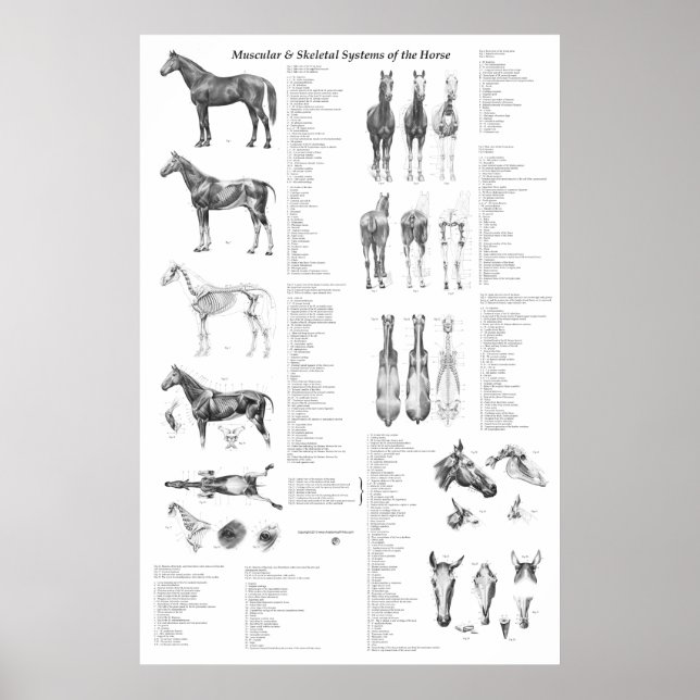 Horse Anatomy Poster Skeletal och Muskuloskeletalt (Framsidan)