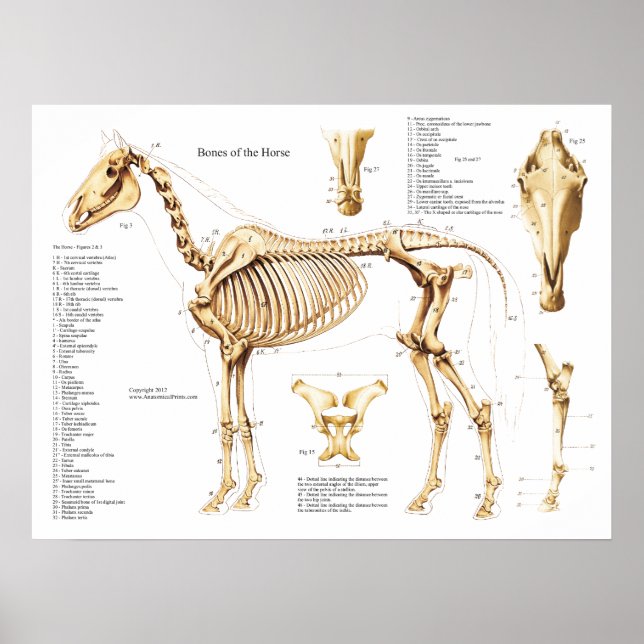 Horse Anatomy Skeleton Poster (Framsidan)