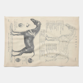 Horse Anatomy Tea Towel Kökshandduk