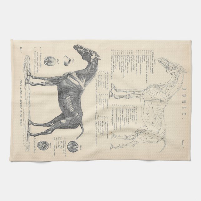 Horse Anatomy Tea Towel Kökshandduk (Horisontell)
