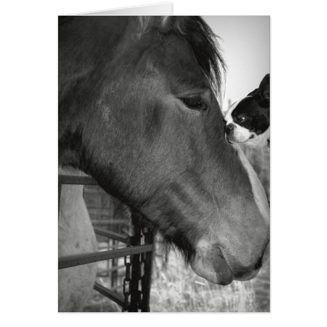 Horse and Boston Terrior Hälsningskort (Framsidan)