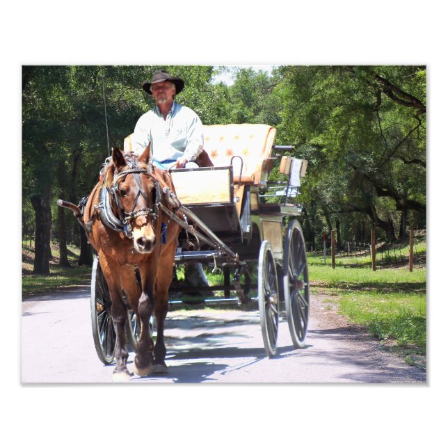 Horse and Buggy Carriage Ride in land fotot Fototryck (Framsidan)