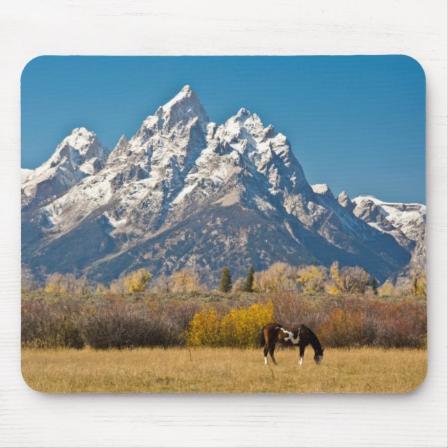 Horse and Grand Tetons, moose Head Ranch Musmatta (Framsidan)
