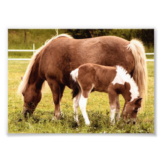 Horse and Pony Photo Print Fototryck (Framsidan)