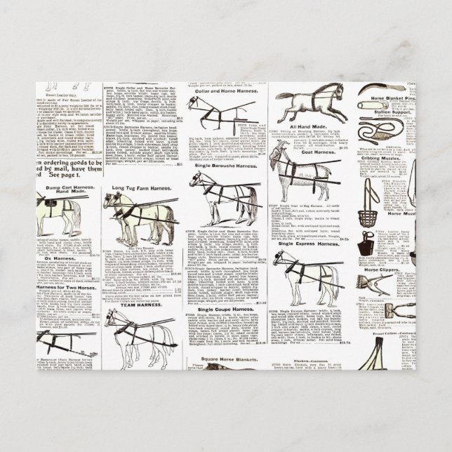 Horse Antique Repress Newspaper Art Vykort (Framsida)