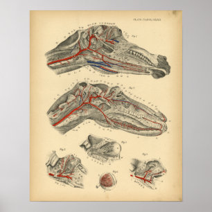 Horse Arteries Nerves Anatomy 1908 Vintage Print Poster