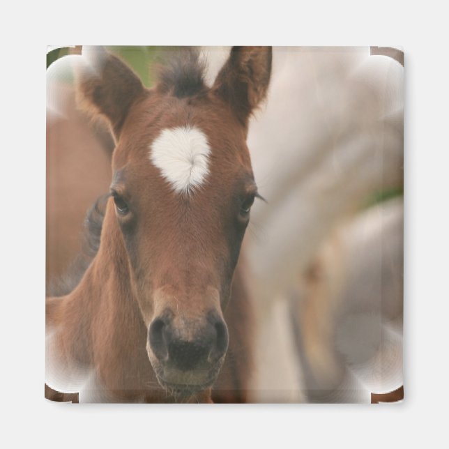 Horse Baby Square Magnet (Framsidan)