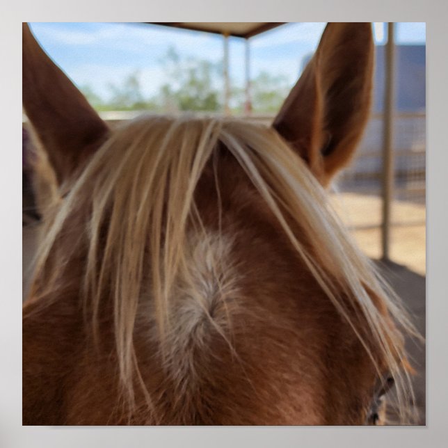 Horse Bangs Poster (Framsidan)