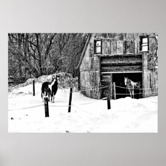 Horse-Barn-BW Poster