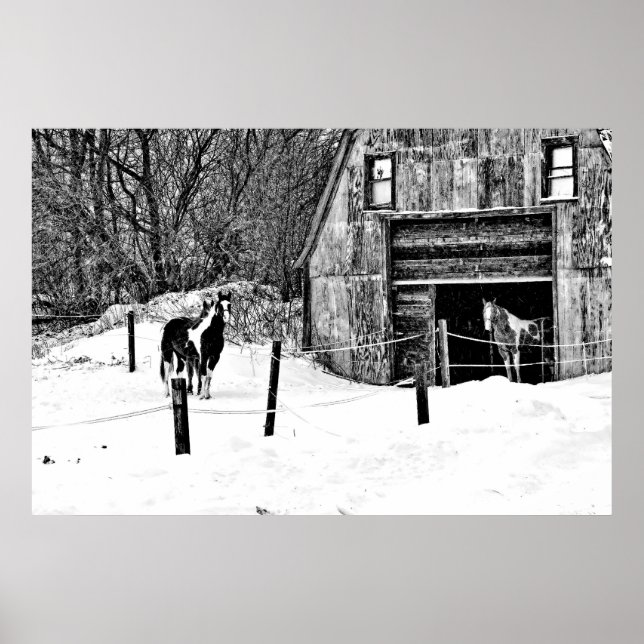 Horse-Barn-BW Poster (Framsidan)