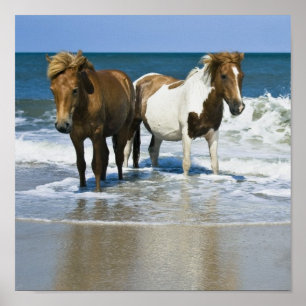 Horse Beach Kanvastryck Poster