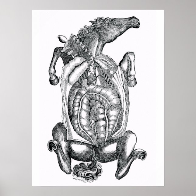 Horse Belly Anatomical Art Poster (Framsidan)