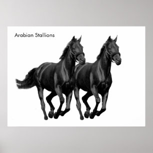 Horse-bild för Poster