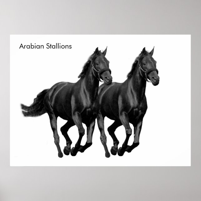 Horse-bild för Poster (Framsidan)