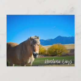 Horse Blå himmel och Montana-bergen Vykort