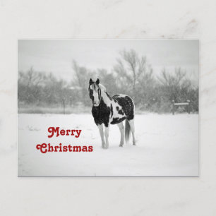 Horse Black and White Snö Photo jul Vykort