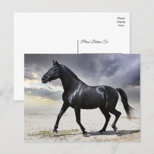 Horse Black Stallion - Hej, Tack, Kärlek Vykort