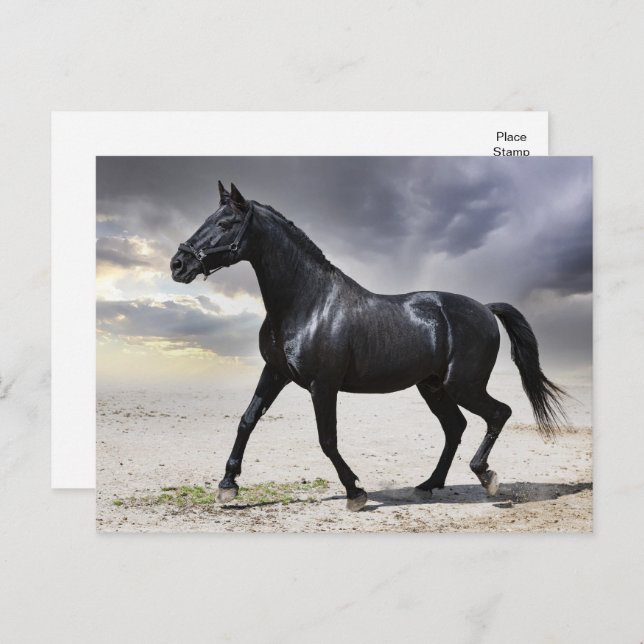 Horse Black Stallion - Hej, Tack, Kärlek Vykort (Fram/baksida)