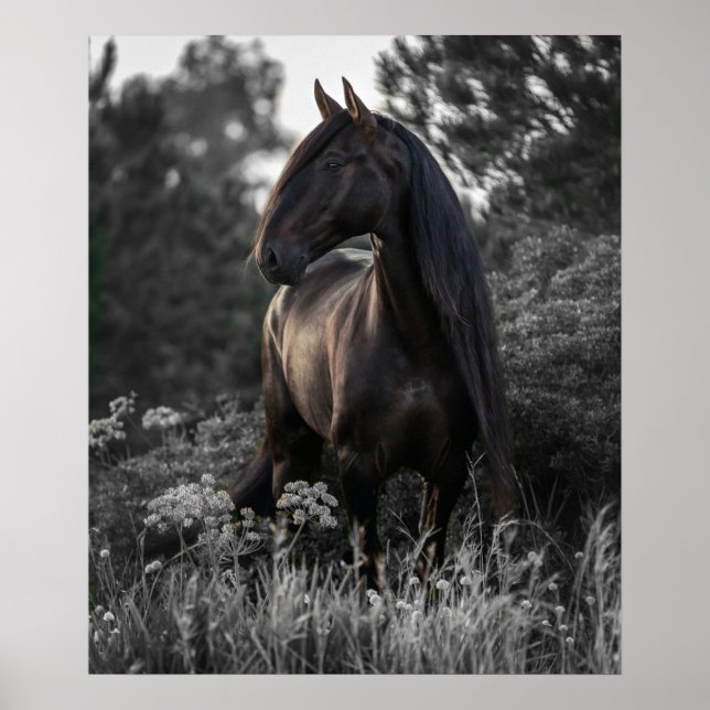 Horse Black White Photo Modern Poster (Framsidan)