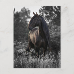 Horse Black White Photo Modern Vykort