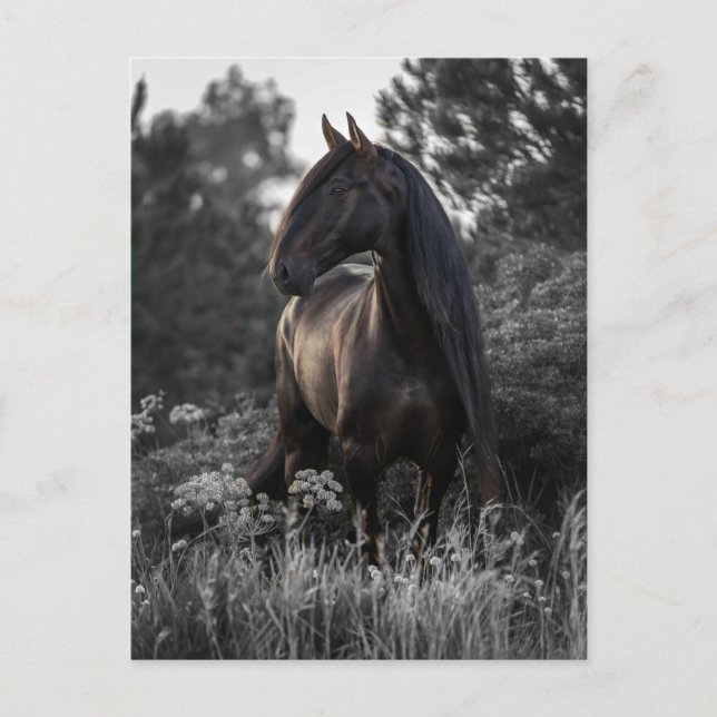 Horse Black White Photo Modern Vykort (Framsida)