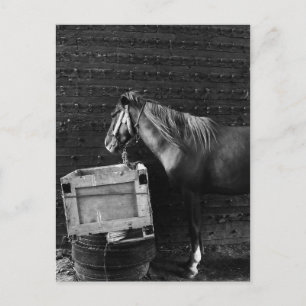 Horse Break Time Vykort