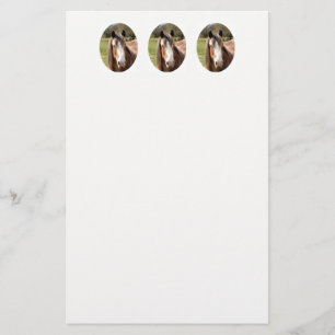 HORSE BREVPAPPER