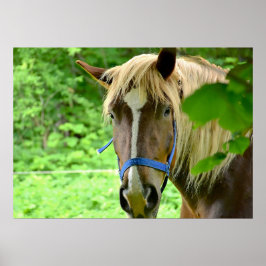 Horse Brown Belgium Draft Photo Poster