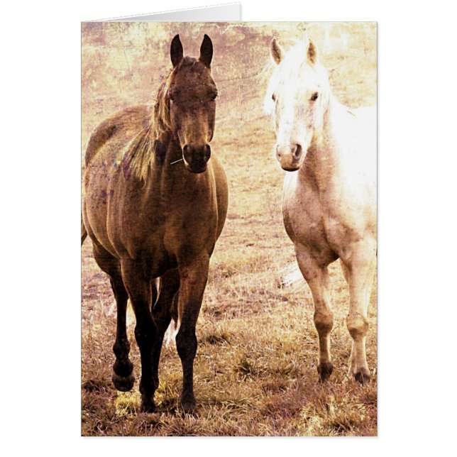 Horse Buddies Hälsningskort (Framsidan)