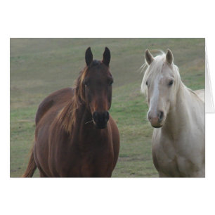 Horse Buddies Hälsningskort