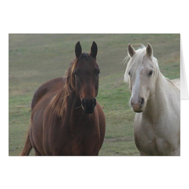 Horse Buddies Hälsningskort (Framsidan Horizontal)