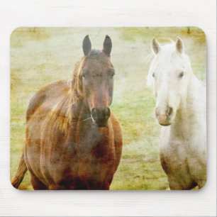 Horse Buddies Musmatta