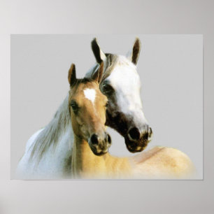 Horse Buddies Poster