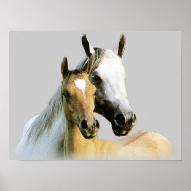 Horse Buddies Poster (Framsidan)