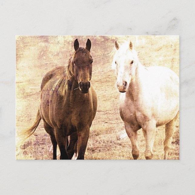 Horse Buddies Sepia Vykort (Framsida)