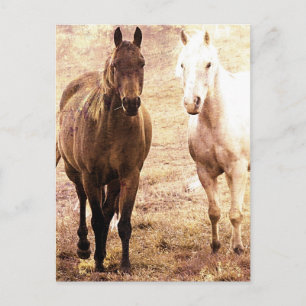 Horse Buddies Sepia Vykort