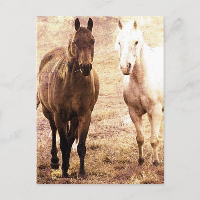 Horse Buddies Sepia Vykort (Framsida)