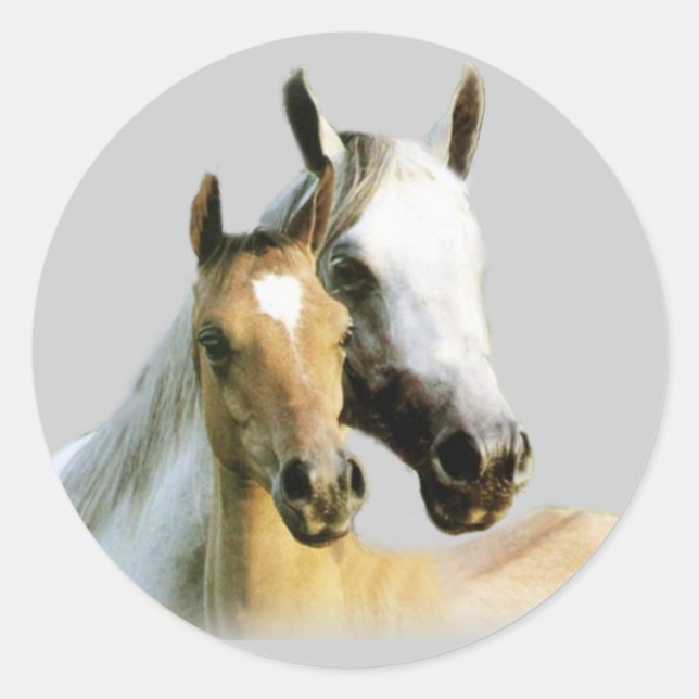 Horse Buddies Sticker Runt Klistermärke (Framsida)