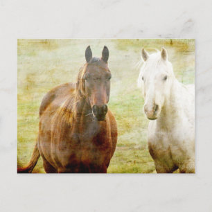 Horse Buddies Vykort