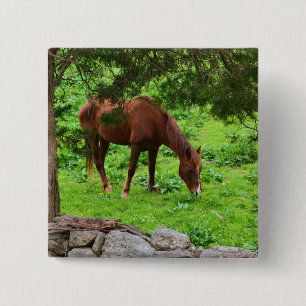 Horse Button Knapp