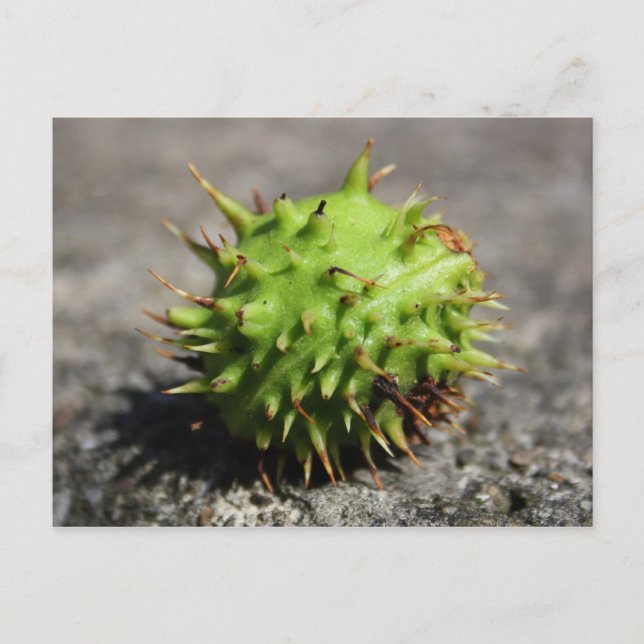 Horse Chestnut iPhone-vykort Vykort (Framsida)