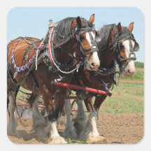 Horse Clydesdale Farming Photo