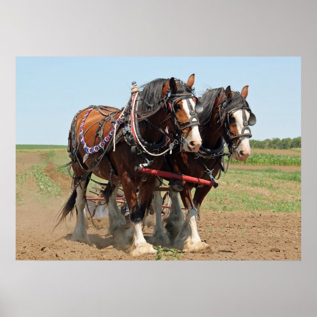 Horse Clydesdale Farming Photo Poster (Framsidan)